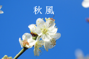 秋風／Autumn Wind